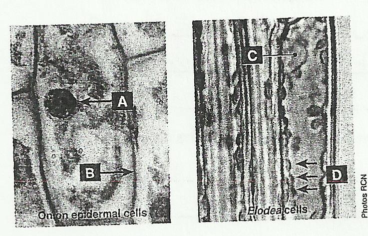 light-microscope-eukaryotic-cell-micropedia